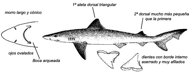 Galeorhinus galeus_01.jpg